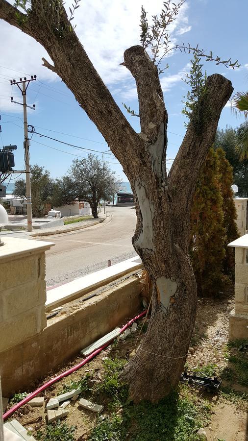 Hotel Sarajet E Pashait 2 Dhermi Exterior photo